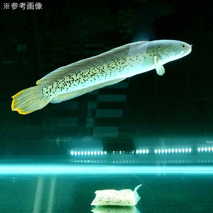 楽天市場 生きたバクテリア ばくとゼオライト １個入 ６０ｇ 淡水 海水両用 メダカ 関東当日便 Charm 楽天市場店
