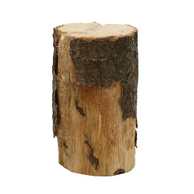 選別もれ　産卵木　中目（7〜9cm未満）　1本　関東当日便