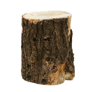 Iʂ@Y؁@ځi9`15cmj@1{@֓