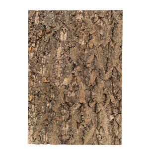 eEp@RNobNpl@W30×H45cmp