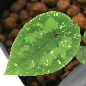 iR쑐jJAICijLJAICiIaj3i1|bgj