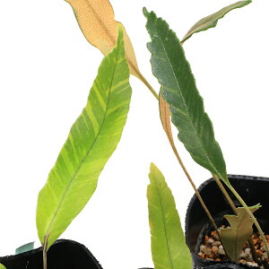 iR쑐jV_irjqgco@mRMt@3i1|bgjΐN