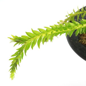 iR쑐jV_irjiJNisja̎RYi1|bgjΐN