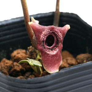 iR쑐jJAICij^}mJAICiVj3i1|bgj