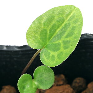 iR쑐jJAICijRTCViRאhj@Tb^Cv@pY@3i1|bgj