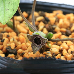 iR쑐jJAICijqJAICiPj@OdY@3i1|bgj