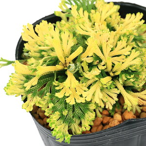 iR쑐jV_irjinCqo@ԁiJoij2D5`3i1|bgjÓT|