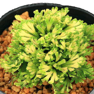 iR쑐jV_irjinCqo@ʋMiMbLZj2D5`3i1|bgjÓT|