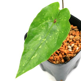 （山野草）カンアオイ（寒葵）下花サイシン（下花細辛）3号（1ポット）古典園芸