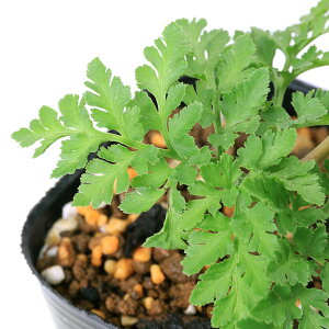 iR쑐jV_irjtmniri~mԘnj3i1|bgjhixԁj