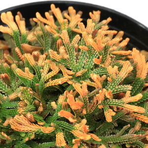 iR쑐jV_irjinCqo@߁inNcj2D5`3i1|bgjÓT|