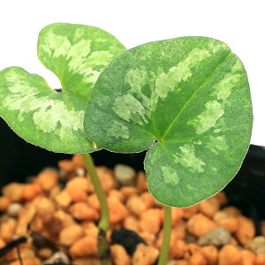 iR쑐jJAICijinאh@Oс@3i1|bgjÓT|