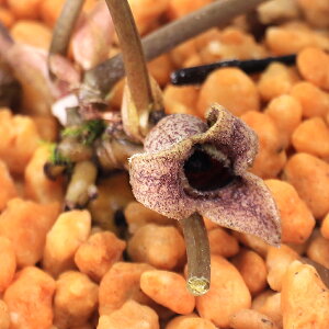 iR쑐jJAICijinאh@Tb@3i1|bgj