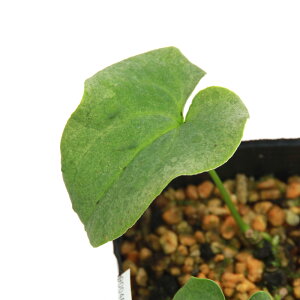 iR쑐jJAICij^CAICiֈj@ٓV@3i1|bgj@ÓT|