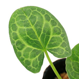 iR쑐jJAICijinאh@a@3i1|bgj