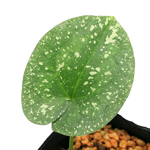 iR쑐jJAICijfSqJAICiPj3i1|bgjÓT|