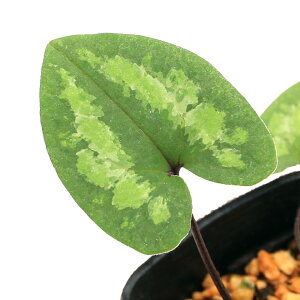 iR쑐jJAICijdC^JAICi֓cj@3i1|bgjÓT|