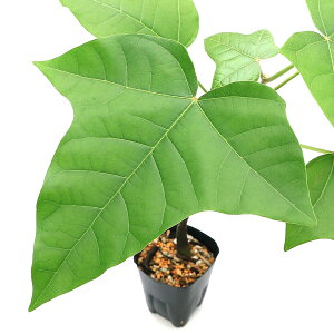 iϗtAjNNCmLiLhibc@nCAuMj3i1|bgjixԁj