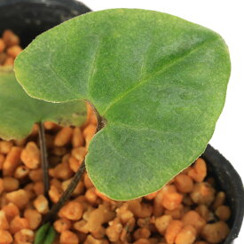 （山野草）カンアオイ（寒葵）白斑サイシン（白斑細辛）　台湾南部産　3号（1ポット）古典園芸