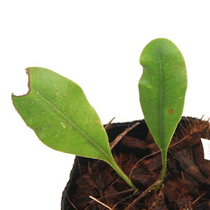 iR쑐jV_irjGtHObT@luzonicum@势ѓY@3i1|bgj@ΐNixԁj