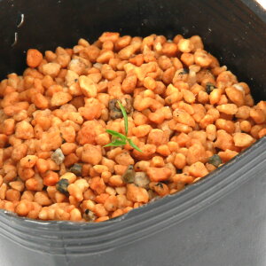 iR쑐jeiVEiV쐯j͗ltzeiVE@STCY@1@3i1|bgjixԁj