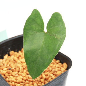 iR쑐jJAICijgC~TLJAICis䖦j@3i1|bgj@ÓT|