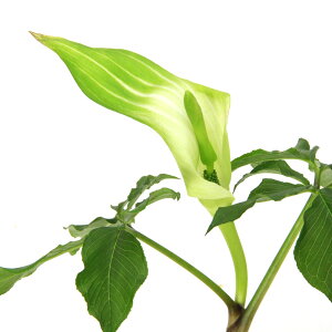 iR쑐jeiVEiV쐯jIhReiVE@1@3i1|bgjixԁj