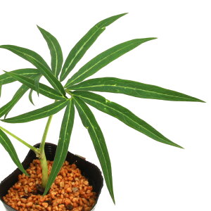 iR쑐jeiVEiV쐯jiKo}VOT@͗lt@3i1|bgjixԁj