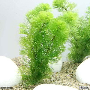 ij_JE@Ct}`ijJ{oi1j