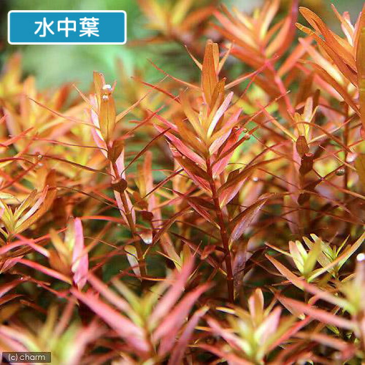 楽天市場 水草 ロタラ ロトンディフォリア コロラタ 水上葉 無農薬 20本 北海道航空便要保温 Charm 楽天市場店 楽天市場 水草 ロタラ ロトンディフォリア コロラタ 水上葉 無農薬 20本 北海道航空便要保温 Charm 楽天市場店