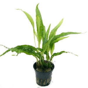 ij~N\E@vevXigsJ|bgji_ji3|bgj