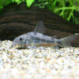 （熱帯魚）コリドラス・パレアタス（ワイルド）（1匹）　北海道・九州航空便要保温