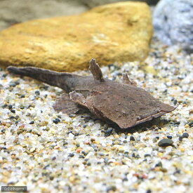楽天市場 海水魚 生体 ヒラメ ペット ペットグッズ の通販 楽天市場 海水魚 生体 ヒラメ ペット ペットグッズ の通販
