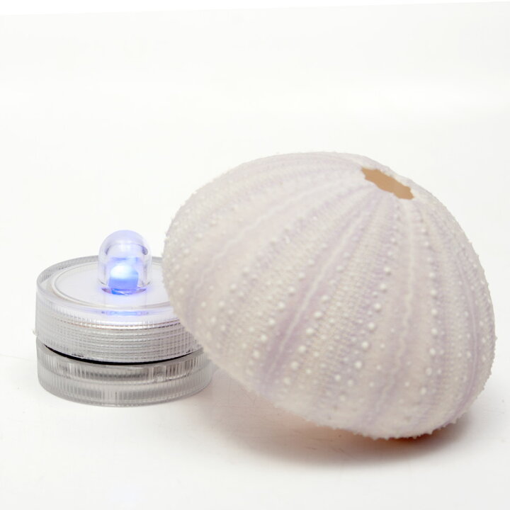 楽天市場】種類おまかせ 本物で作る ウニランプ カプセルトイ 関東当日  