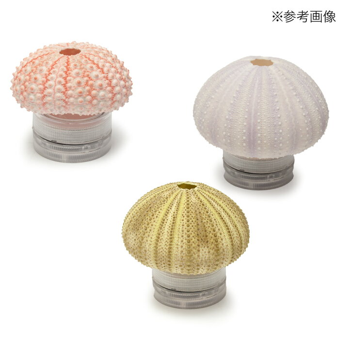 楽天市場】種類おまかせ 本物で作る ウニランプ カプセルトイ 関東当日  