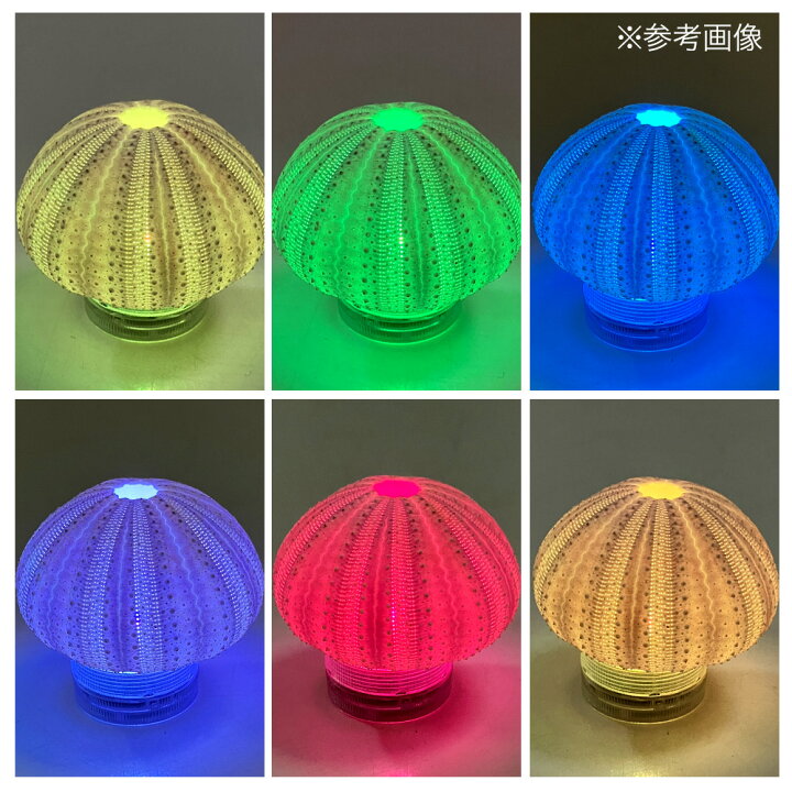 楽天市場】種類おまかせ 本物で作る ウニランプ カプセルトイ 関東当日  