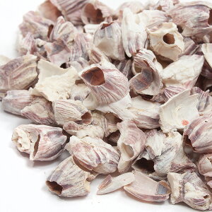 Iʁ@`󂨔C@tWc{̊k@300g@BƁ@֓