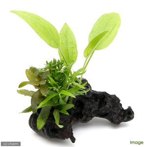 ij؁@U@{TC@VerDLsGLmhX@STCYitji_ji1{ji15cmj