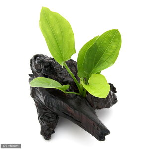 (水草)おまかせエキノドルス(子株)穴あき流木付 Sサイズ(約15cm)(無農薬)(水上葉)(1本)