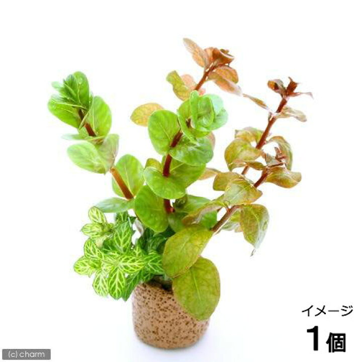 楽天市場 水草 ライフマルチ 茶 おまかせ紅葉セット 無農薬 水上葉 １個 Charm 楽天市場店