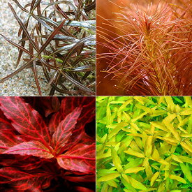 （水草）おまかせ4色紅葉セット（水上葉）（無農薬）（10本）