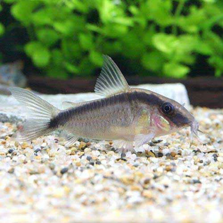 楽天市場】（熱帯魚）コリドラス・アークアタス（ワイルド）（3匹 