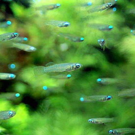 （熱帯魚）アフリカン・ランプアイ（20匹）　北海道・九州航空便要保温