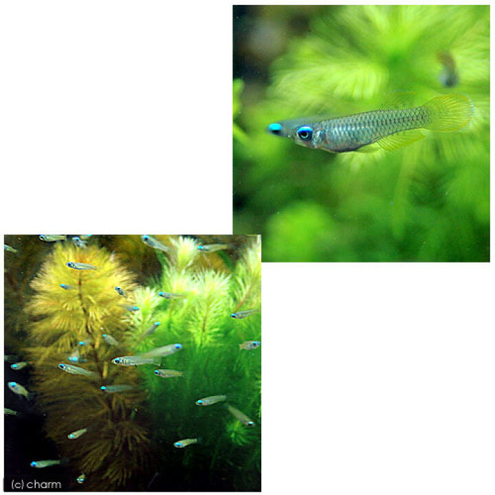 楽天市場 熱帯魚 アフリカン ランプアイ ｓサイズ ２０匹 北海道 九州 沖縄航空便要保温 Charm 楽天市場店