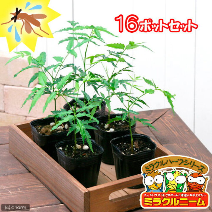 楽天市場 観葉植物 ハーブ苗 ニーム ミラクルニーム インドセンダン ３号 １６ポット 沖縄別途送料 虫除け植物 Charm 楽天市場店