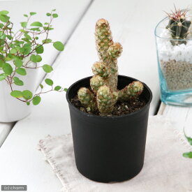 楽天市場 サボテン科マミラリアの通販 楽天市場 サボテン科マミラリアの通販