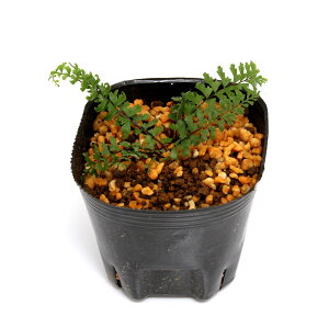 iR쑐jV_irjJ~KV_iΗrj3i1|bgjiAsplenium@oligophlediumjΐNixԁj