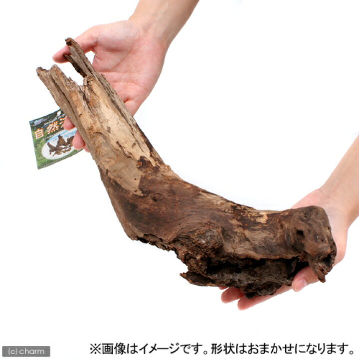 楽天市場 形状お任せ 自然流木 大 約２５ｃｍ １本 関東当日便 Charm 楽天市場店