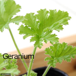 iϗtAjn[uc@[jE@Ab^[Y@3i1|bgj@ƒ؉