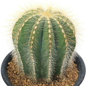 iAjT{e@GIJN^X@}OjtBNX@3i1j